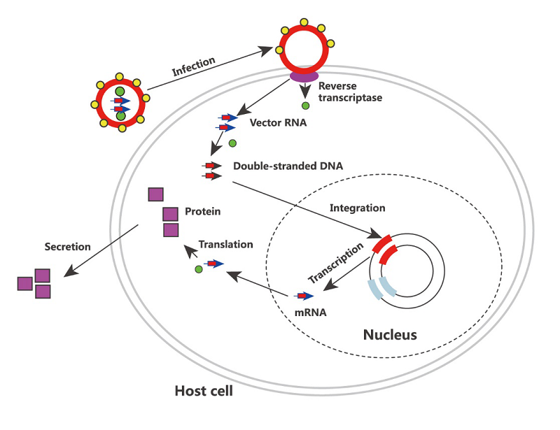 逆转录病毒(retrovirus)构建技术原理
